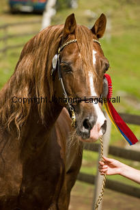 derwenmrt_7884-2.jpg