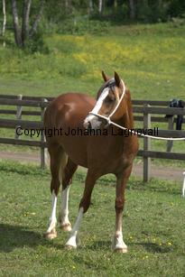 enmarkensmisspopeth_7649.jpg